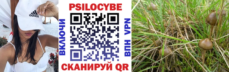 Купить где  Почеп  Псилоцибиновые грибы Psilocybe 